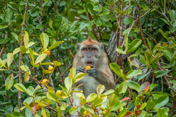 Fototapeta premium Monkey with fruit in Black River Gorge National Park in Mauritius