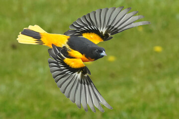 Baltimore Oriole male flying over lawn