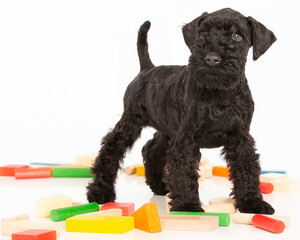 Kerry Blue Terrier Playing with Blocks