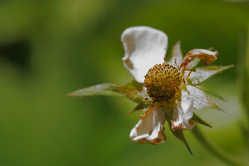 The transformation of strawberry flowers into fruit; macro photo of the fruit in formation (sepals, petals, stamens, floral receptacle, achene); Fragaria Vesca