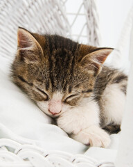 Kitten sleeping in basket
