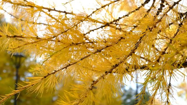 Autumn atmosperic mood. Vibrant coloured branches larch tree. Autumnal forest. Beauty in nature	