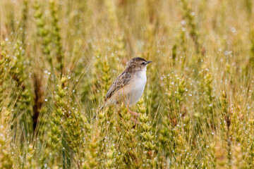 麦の穂にとまるセッカ