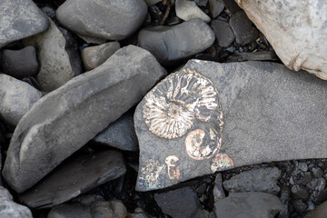 Fossilized imprints of ancient ammonites in stone.