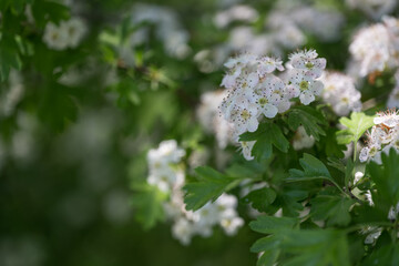 Beautiful flowers of white hawthorn flowers.