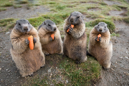 Murmeltiergang