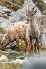 Fototapeta premium Ibex young grazing in the French alps, the national park of the Vanoise