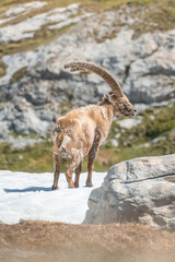 Ibex adult in the French alps, the national park of the Vanoise