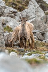 Ibex young grazing in the French alps, the national park of the Vanoise