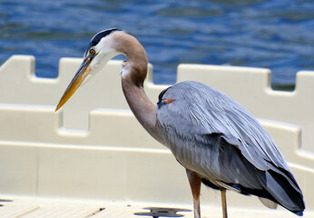 Close up of Great Blue Heron