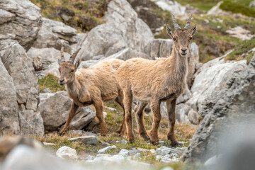 Ibex young grazing in the French alps, the national park of the Vanoise