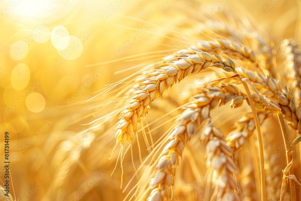 Poster a close up of a wheat field glowing in the warm light of the setting sun, showcasing the beauty of a