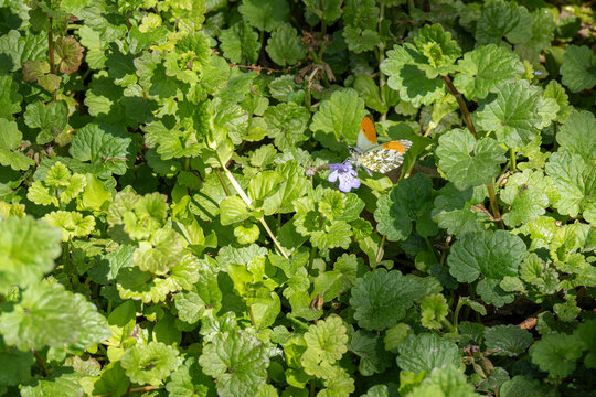 Watercress butterfly on a plant.