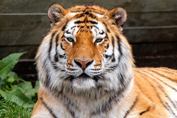 Fototapeta premium Panthera tigris.portrait of a tiger. photograph of a tiger.