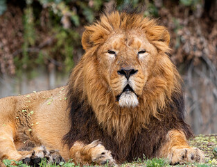 panthera leo.portrait of a lion lying down. photograph of a lion.