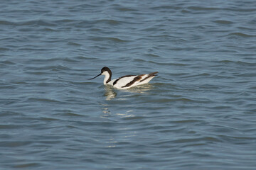 Avoceta común, Recurvirostra avosetta, nadando en el humedal del parque natural El Hondo, España