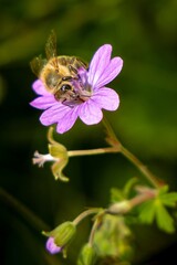 Bee on a purple flower in summer