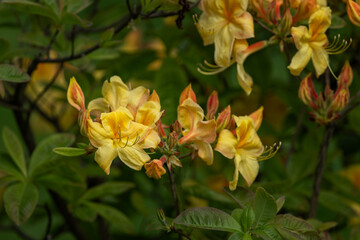 Bright yellow azalea flowers outside in the garden.