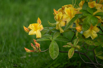 Obraz premium Bright yellow azalea flowers outside in the garden.