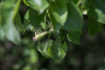 Green small pear fruits and leaves.