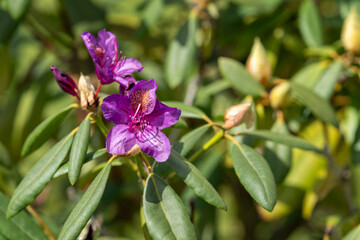 Obraz premium Purple rhododendron flowers outdoors in the garden.