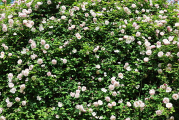 Viele Rosenblüten an einem Strauch