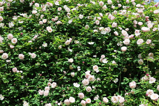 Viele Rosenbl&uuml;ten an einem Strauch