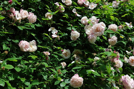 Viele Rosenbl&uuml;ten an einem Strauch