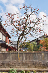 柿が実った柿木