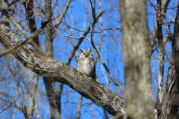 Great Horned Owl Bird Sitting on a Branch