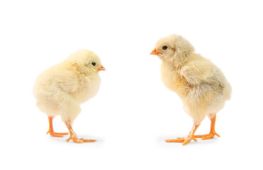 Two cute chicks isolated on white. Baby animals