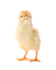 Obraz premium One cute chick isolated on white. Baby animal