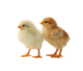 Two cute chicks isolated on white. Baby animals