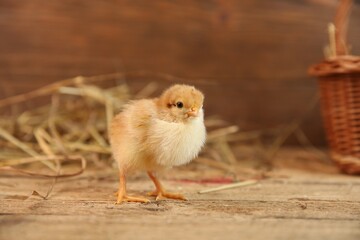 Cute chick on wooden table. Baby animal