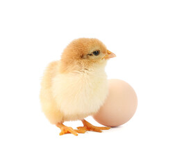 Fototapeta premium Cute chick and egg isolated on white. Baby animal