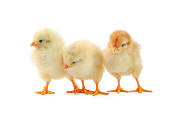 Fototapeta premium Cute chicks isolated on white. Baby animals