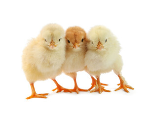 Obraz premium Cute chicks isolated on white. Baby animals