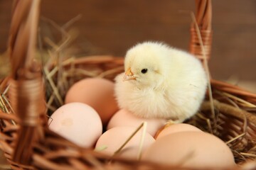 Cute chick and eggs in wicker basket on blurred background. Baby animal