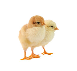 Obraz premium Cute chicks isolated on white. Baby animals