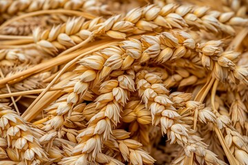 golden ears of triticale in close-up, farmer's harvest for making flour, gluten in cereal culture