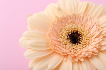 One beautiful tender gerbera flower on pink background, closeup