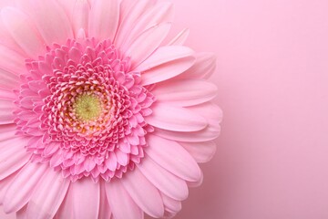 One beautiful tender gerbera flower on pink background, top view. Space for text