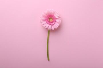 One beautiful tender gerbera flower on pink background, top view