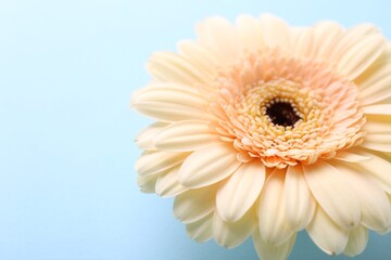 One beautiful tender gerbera flower on light blue background, closeup. Space for text