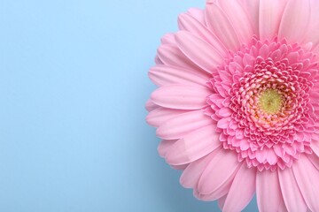 One beautiful pink gerbera flower on light blue background, top view. Space for text