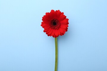 Beautiful red gerbera flower on light blue background, top view