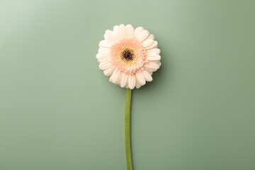 Beautiful beige gerbera flower on pale green background, top view