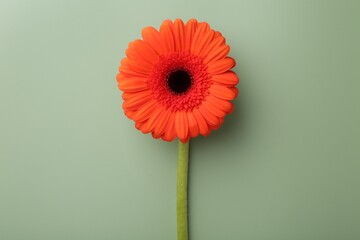 Beautiful red gerbera flower on pale green background, top view