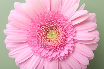 Beautiful pink gerbera flower on pale green background, top view