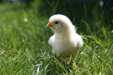 Cute chick on green grass outdoors, closeup. Baby animal